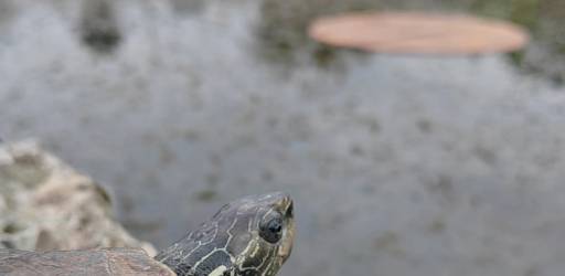 New Basking Platforms Installed in Balkan Terrapin Habitats