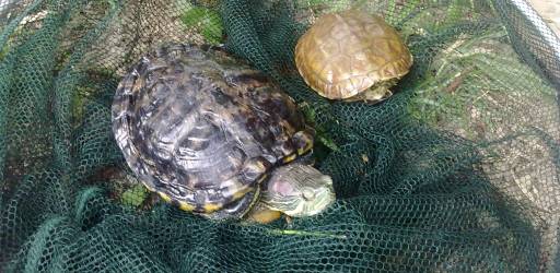 Invasive turtle species in Croatia
