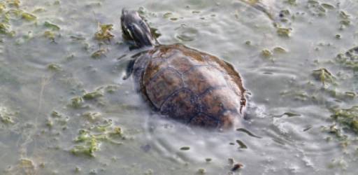 The Balkan Terrapin Returns to Ston
